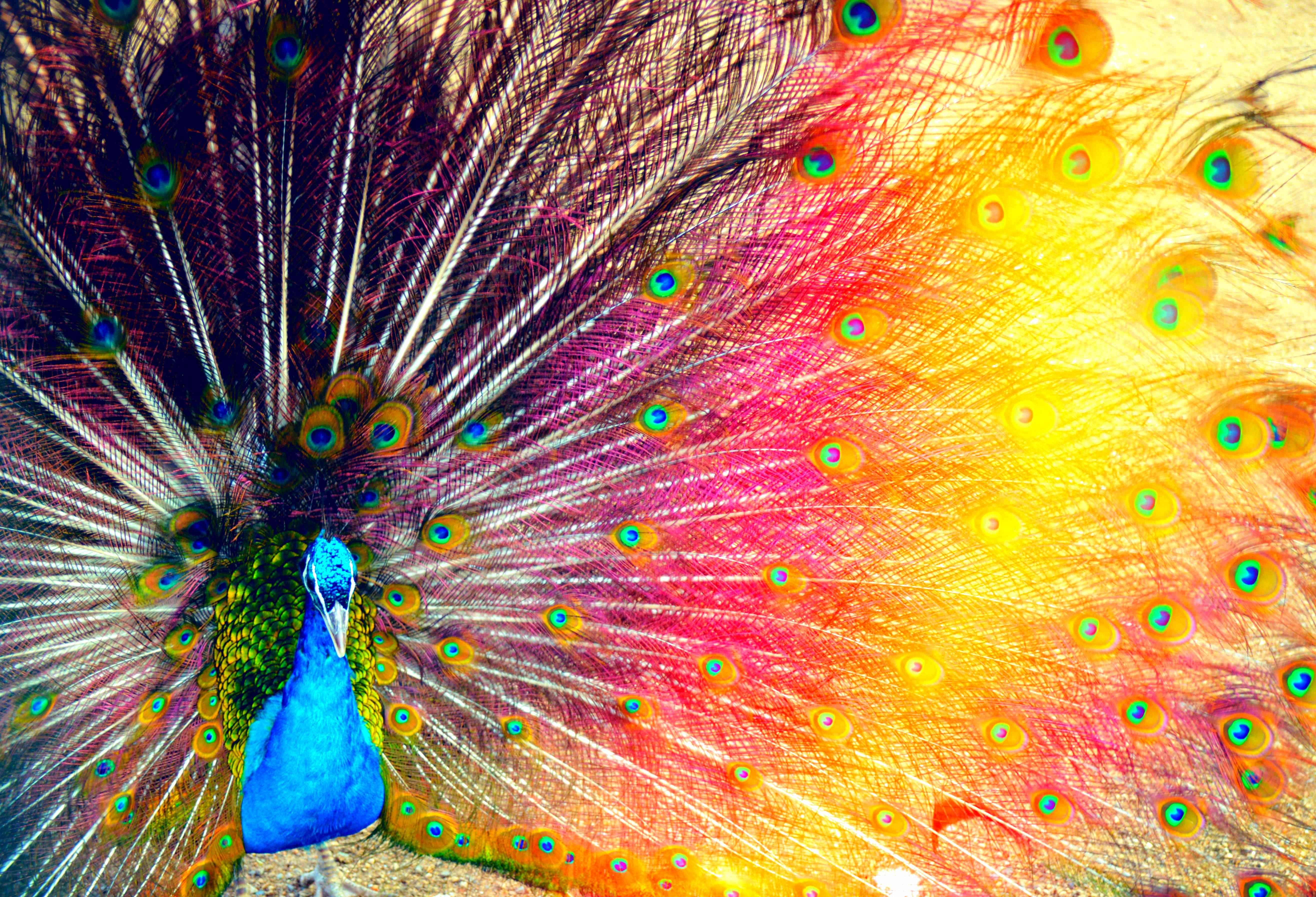 Le paon et sa symbolique parlent d'euxmêmes OUAStylist